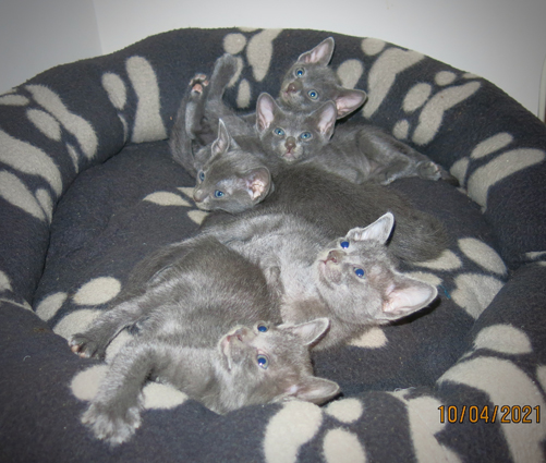 Kittens at 5 weeks